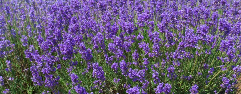 The relaxing, sleep-promoting, health-boosting powers of lavender