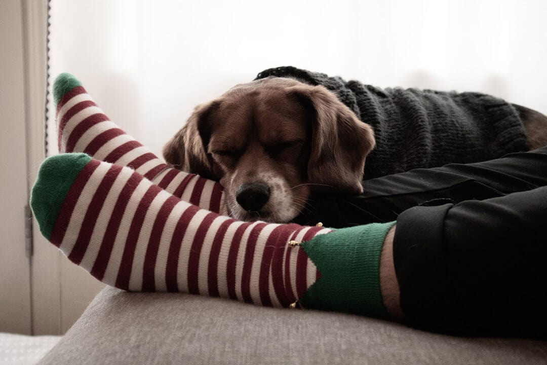 Dog on bed naps beside person with striped Christmas socks