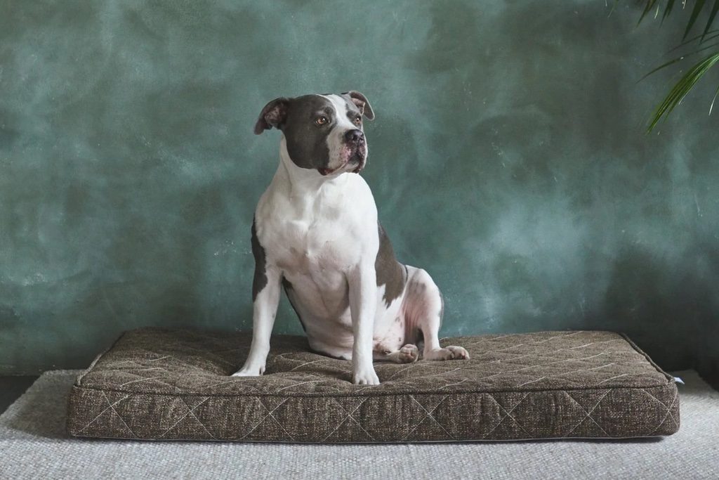 product image of a dog using the Brentwood Home Griffith Pet Bed