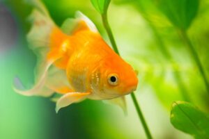stock photo of a goldfish