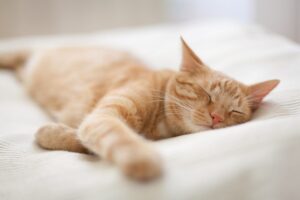 stock photo of a ginger cat sleeping