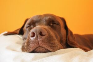stock photo of a brown dog sleeping